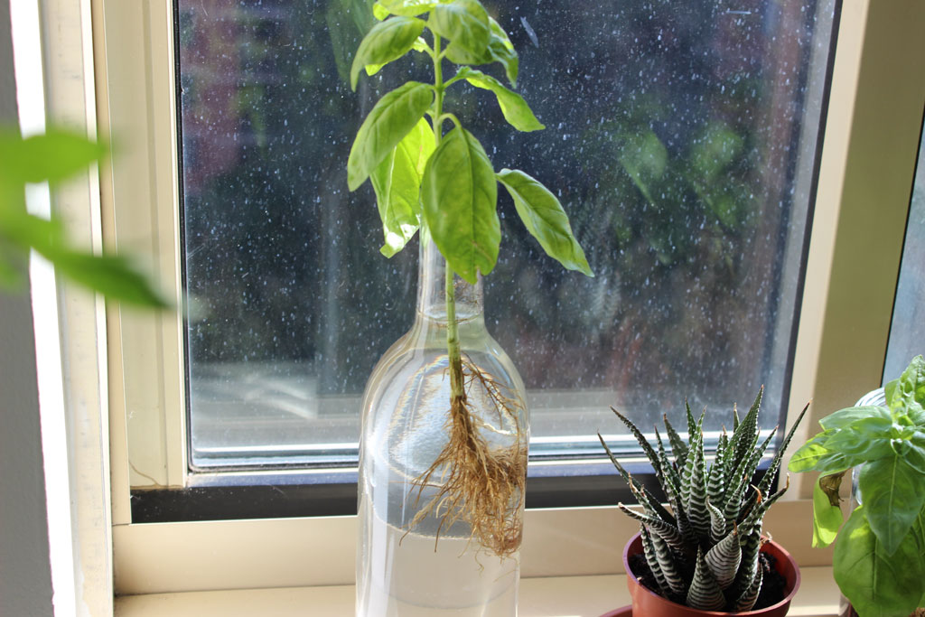 Growing Basil in a Bottle