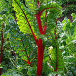 Ruby Red Chard